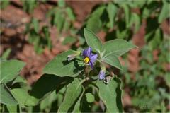 Solanum pubescens